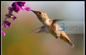 Çka thonë shpezët ditën e Xhuma?