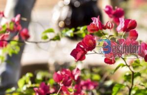 Si të fitosh 1500 sevape për një minutë!