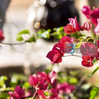 Si të fitosh 1500 sevape për një minutë!