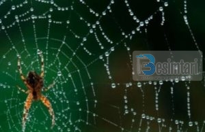 Mrekullia e rrjetës së merimangës