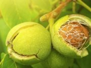 Vendimi i gjykatës gjermane: Arrat lejohet të bien nga pema