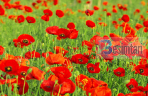 Bukuria e gruas së Xhenetit