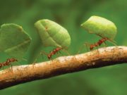 Si e larguan nga puna milingonën