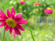 CILËT JANË DHJETË TË PËRGËZUARIT E PARË ME XHENNET !!??