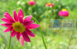 CILËT JANË DHJETË TË PËRGËZUARIT E PARË ME XHENNET !!??