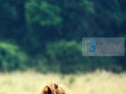 SA SHUMË MAJMUNË DHE SA PAK LUANA KA NË DITËT E SOTME!