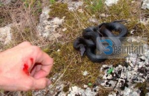 Një njeri e pa një gjarpër në zjarr dhe vendosi ta hiqte…