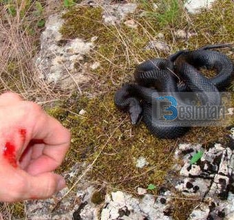 Një njeri e pa një gjarpër në zjarr dhe vendosi ta hiqte…