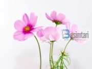 HAVA ALLAHU QOFTË I KËNAQUR ME TË