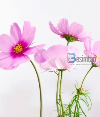 HAVA ALLAHU QOFTË I KËNAQUR ME TË