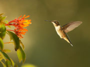 Mos u brengos se gjithçka është sipas caktimit