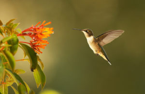 Mos u brengos se gjithçka është sipas caktimit