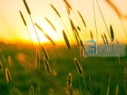 Pajtohu me atë që të ka furnizuar Allahu, do të jesh njeriu më i pasur