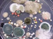 Me këto sëmundje ballafaqohen familjet të cilat nuk i zbathin këpucët në shtëpi