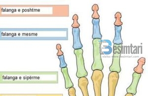 PËR ÇDO NYJE TË TRUPIT KA LËMOSHË