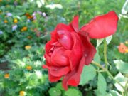 Ta sigurojmë një shtëpi për vete në xhenet