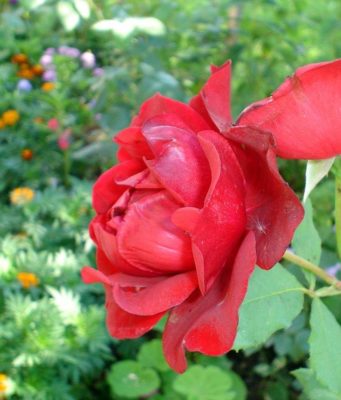 Ta sigurojmë një shtëpi për vete në xhenet