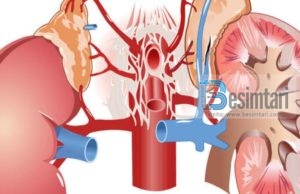 Veprimet që Dëmtojnë Seriozisht Veshkat!?