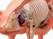 Kurrë mos hani mish derri, ja pse