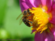 Bëhu sikur bleta, jo si merimanga