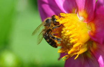 Bëhu sikur bleta, jo si merimanga