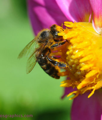 Bëhu sikur bleta, jo si merimanga