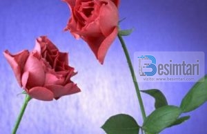 DALLIMI MES – AI DHE AJO