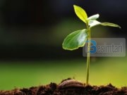 FRYTET E BESIMIT NË KADERIN-CAKTIMIN E ALLAHUT