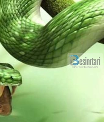 Mrekullia që ju dha Musait alejhi selam – Shkopi u shëndrrua në gjarpër – A e ke ditur ?