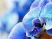 URTËSIA E PROFESORIT; SI TA JETOSH JETËN TËNDE !!