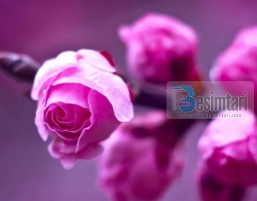 Tregim keshillues per nje koprrac