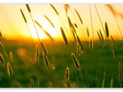 Kërko rizkun e mos u dorëzo