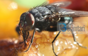 Si veprohet nëse miza bie në ushqim