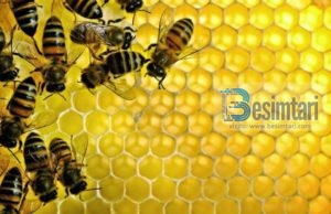 Çka është Alergjia e Bletëve, si duhet mbrojtur ?