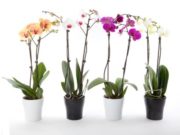 Si të kujdesemi për orkidetë