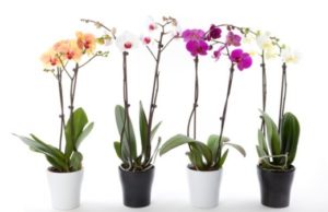 Si të kujdesemi për orkidetë