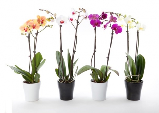 Si të kujdesemi për orkidetë