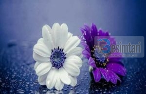 SINQERITETI I BËN NJERËZIT TË NA I FALIN GABIMET!