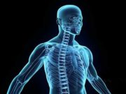 Skeleti i njeriut! Mrekullia në trupin tonë