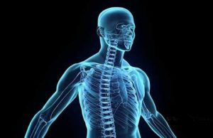 Skeleti i njeriut! Mrekullia në trupin tonë