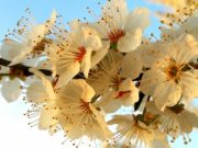 Dhjetë lule për jetë më të mirë