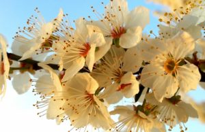 Dhjetë lule për jetë më të mirë