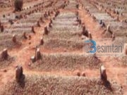 SHKAQËT E DËNIMIT NË VARR !