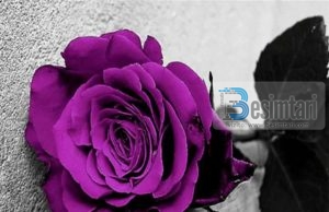 DASHURIA MES NUSES DHE VJEHRRËS!!