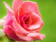 SJELLJA E MIRË ME GRUAN !!