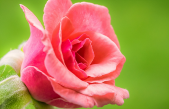 SJELLJA E MIRË ME GRUAN !!