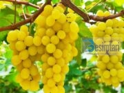 Ja pesë Ushqimet e Mbrëmjes Që Ndihmojnë Të Humbisni Peshë