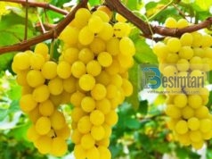 Ja pesë Ushqimet e Mbrëmjes Që Ndihmojnë Të Humbisni Peshë